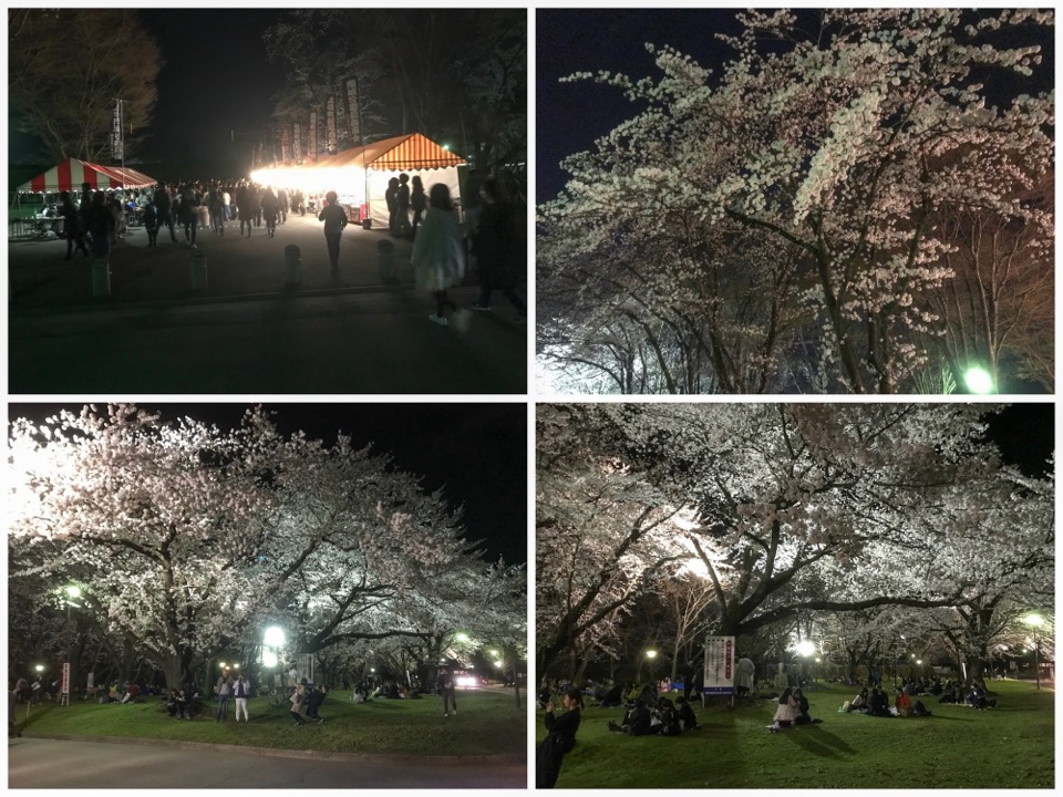 霞城公園 山形で1番人気のお花見スポット 1番綺麗な夜桜を見る